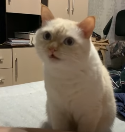 chomping.png