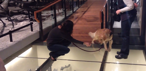 service_doggo.png