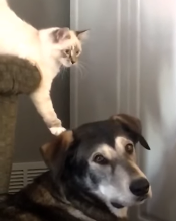 TacticalCatPatsDogsHead.png
