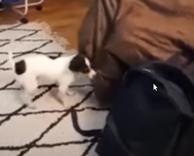 puppystrugglestojump.png