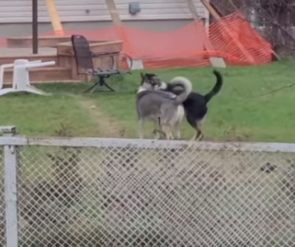 no_fence.png