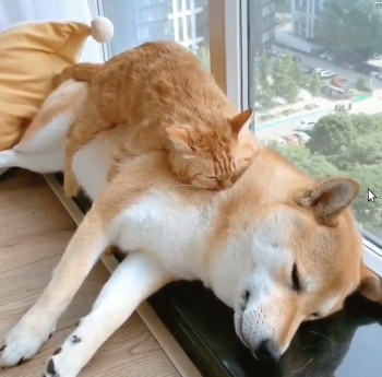 thedogknows.png
