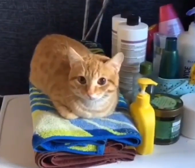 Kittytremors.png
