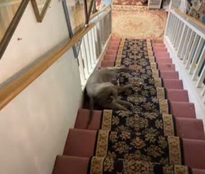 slides_down_stairs.png