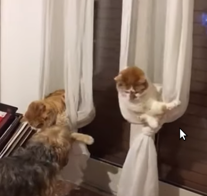 cat_Hammocks.png