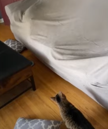 stuck_couch_cover.png