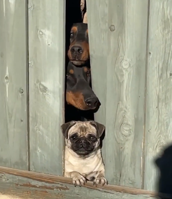 best_neighbors.png