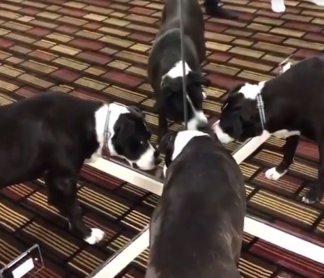 Goodboysmeeting.png