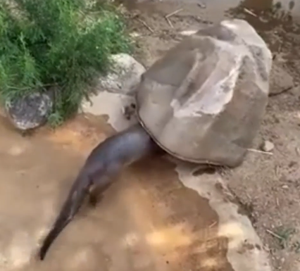 Secret_otter.png