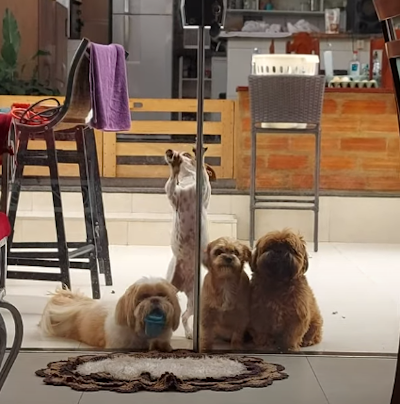 DoggyTeamwork.png