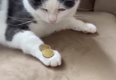 cointrick.png