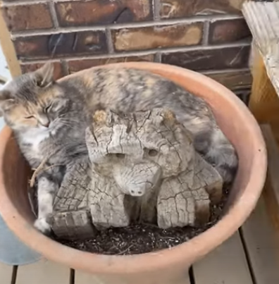 GrowCats.png