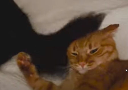 hitting_face_with_tail.png
