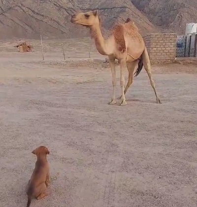 kissthecamel.png