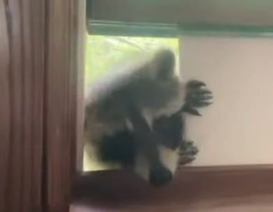 raccoon_breaks_in.png