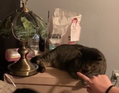 remote_control_cat.png