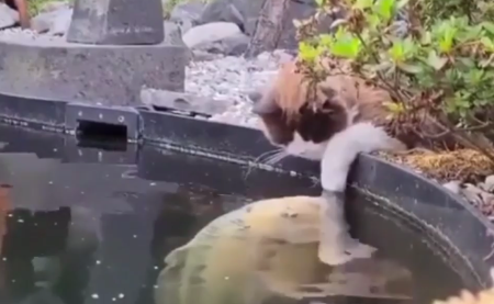 cat_and_fishes.png