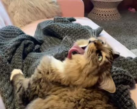 cats_tongue.png