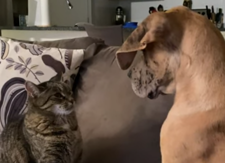 CatandDogPals.png