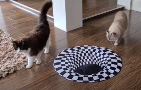 CatsvsIndoorSinkhole.png