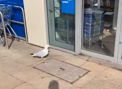 SeagullThief.png