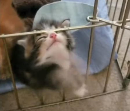 ClimbOverFenceinCage.png