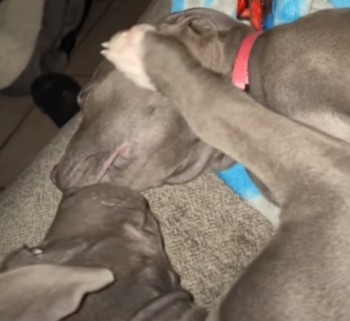 PitBullCalm.png