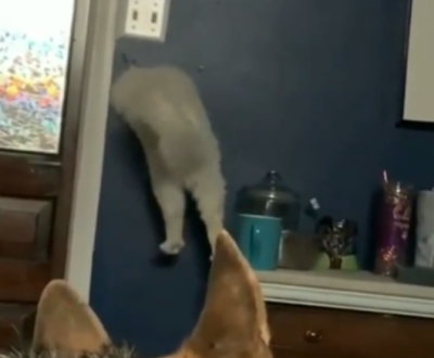 Throughthewall.png