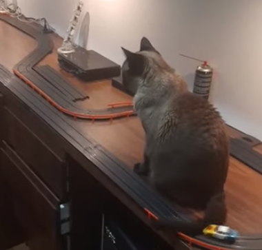 SlotCarCat.png