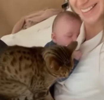 CatTryingtoFit.png