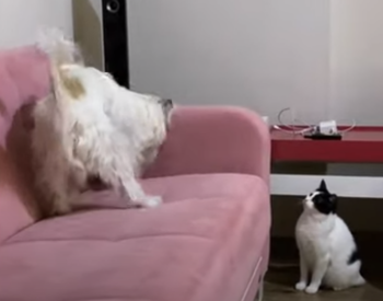cat_chastises_dog.png