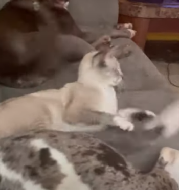Two_Dogs_Wagging.png
