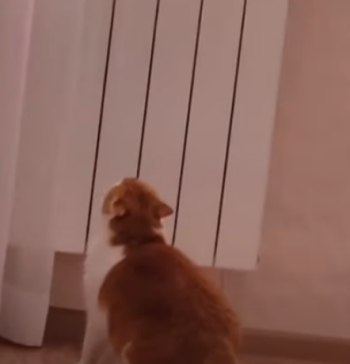 CatTriestoClimb.png