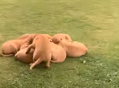 Puppy_euahwa_to_join.png