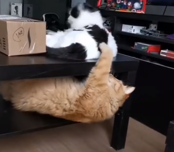 hide_cat.png