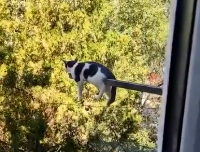 alone_cat.png