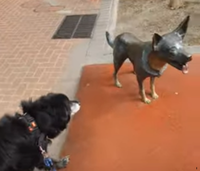 suspect_dog.png