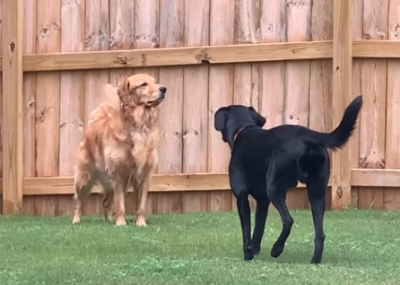 Sneaky_Lab.png