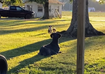 GreatDane.png