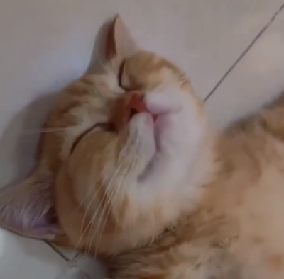 Kittenrelaxing.png
