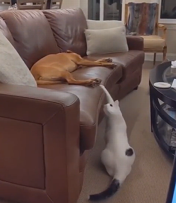 Sofa_shenanigans.png