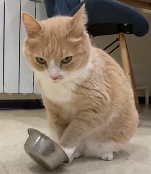 foodbowltoaskfordinner.png