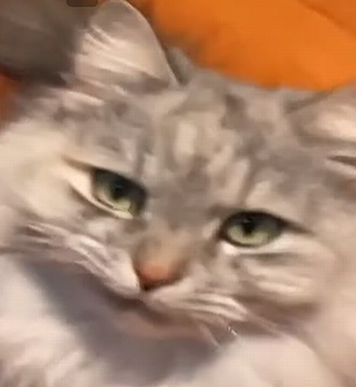 LookingataPieceofHam.png