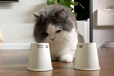 cup_and_cat.png