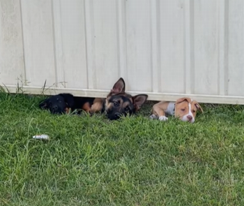 new_puppies.png
