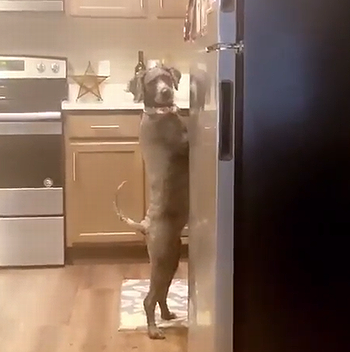 watchPetslife.png