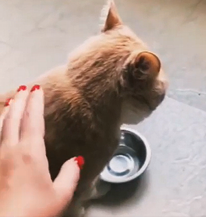 give_me_food.png