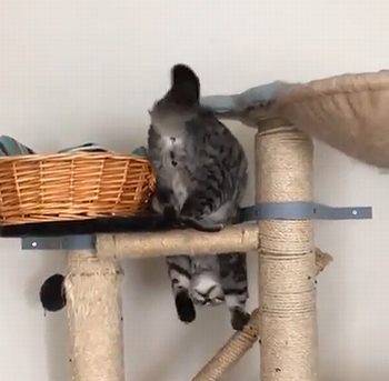 Purrkour.png