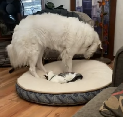 Dogsitsoncat.png