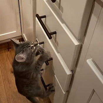 KittenClimbsLadder.png